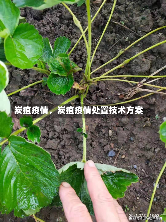 炭疽疫情，炭疽疫情处置技术方案-第3张图片