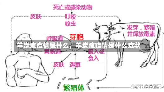 羊炭疽疫情是什么，羊炭疽疫情是什么症状-第1张图片