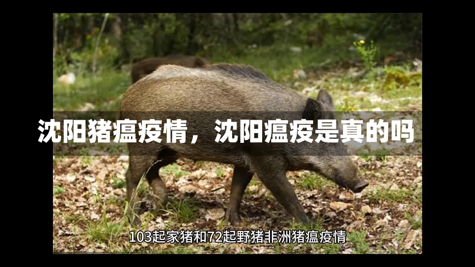 沈阳猪瘟疫情，沈阳瘟疫是真的吗-第1张图片