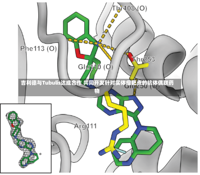 吉利德与Tubulis达成合作 共同开发针对实体瘤靶点的抗体偶联药物-第1张图片